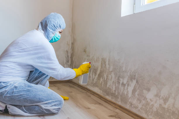 Licensed Attic Mold Remediation service in Concord, NC - Car Mold Remediation