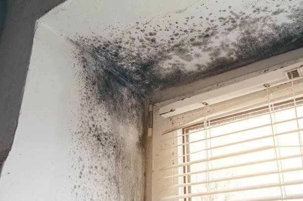 Affordable Attic Mold Remediation solutions in Concord, NC